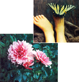 Above: Joni Solis of Kentwood, LA, captured this butterfly. Left: Dahlia, by Susan Moran, Chaplin, CT